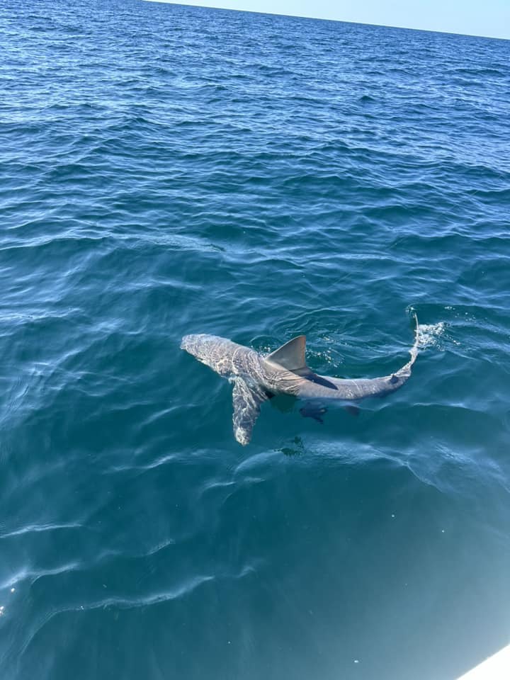 4-Hour “Sunsets and Sharks” Trip